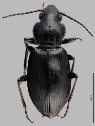 Attēlu rezultāti vaicājumam “Pterostichus aethiops”