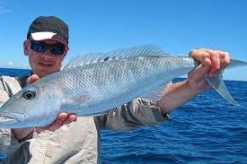 Image result for Aprion virescens