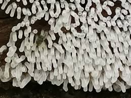 Attēlu rezultāti vaicājumam “Ceratiomyxa fruticulosa”