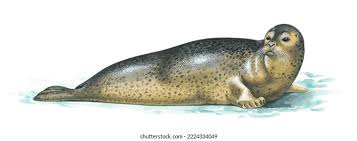 Image result for Phoca vitulina