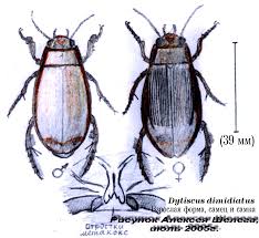 Attēlu rezultāti vaicājumam “Dytiscus dimidiatus”