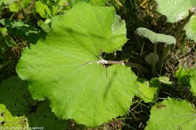 Attēlu rezultāti vaicājumam “Tussilago farfara”