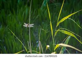 Attēlu rezultāti vaicājumam “Leucorrhinia pectoralis female”