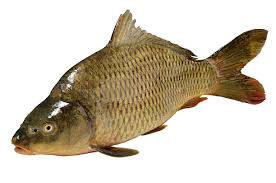 Image result for Carpiodes cyprinus
