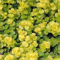 Attēlu rezultāti vaicājumam “Lysimachia”