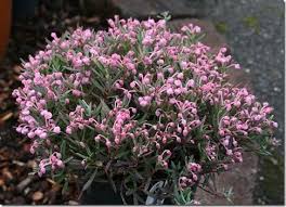 Attēlu rezultāti vaicājumam “Andromeda polifolia”