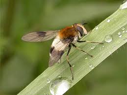 Attēlu rezultāti vaicājumam “Leucozona lucorum”