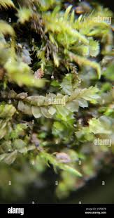 Attēlu rezultāti vaicājumam “Lophocolea bidentata”