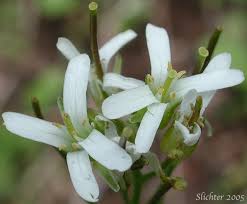 Attēlu rezultāti vaicājumam “Arabis hirsuta flower”