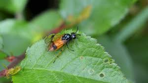 Attēlu rezultāti vaicājumam “Argidae”