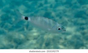 Image result for Oblada melanurus