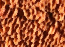 Attēlu rezultāti vaicājumam “Gloeoporus taxicola”