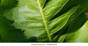 Attēlu rezultāti vaicājumam “Armoracia rusticana leaf”