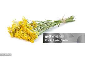 Attēlu rezultāti vaicājumam “Helichrysum arenarium”