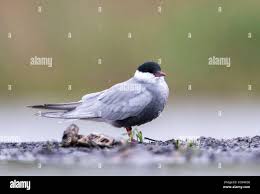 Attēlu rezultāti vaicājumam “Chlidonias hybrida adult”