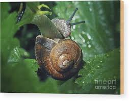 Attēlu rezultāti vaicājumam “Cepaea hortensis”