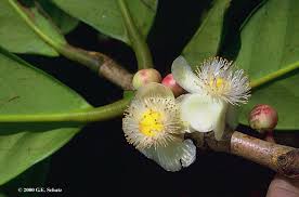Attēlu rezultāti vaicājumam “Clusiaceae”