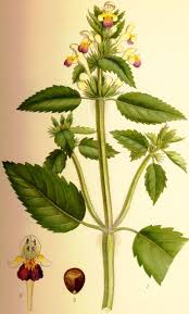 Attēlu rezultāti vaicājumam “Galeopsis speciosa leaf”