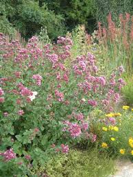 Image result for Origanum vulgare