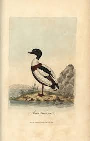 Attēlu rezultāti vaicājumam “Tadorna tadorna”