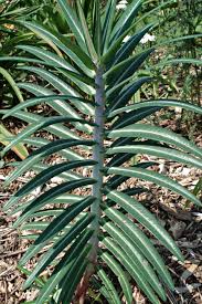 Image result for Wolfsmilch