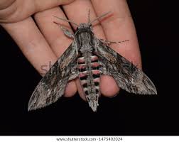 Attēlu rezultāti vaicājumam “Agrius convolvuli”