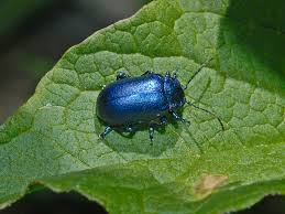 Attēlu rezultāti vaicājumam “Chrysomelidae”