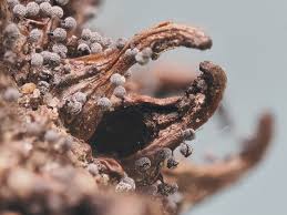 Attēlu rezultāti vaicājumam “Didymium xanthopus stalked”