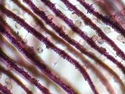 Attēlu rezultāti vaicājumam “Cribraria cancellata var. fusca”