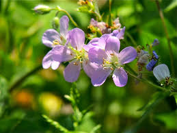 Image result for Geranium `Purple Haze`