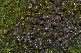 Attēlu rezultāti vaicājumam “Colloderma oculatum sessile”