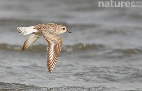 Attēlu rezultāti vaicājumam “Pluvialis squatarola”