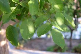 Attēlu rezultāti vaicājumam “Juglans regia”