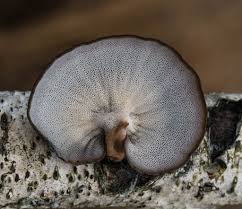 Attēlu rezultāti vaicājumam “Polyporus brumalis”