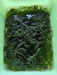 「水蘊草」的圖片搜尋結果