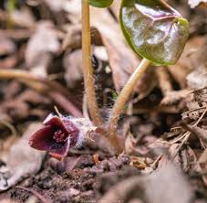 Attēlu rezultāti vaicājumam “Asarum europaeum”