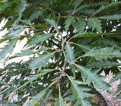 Attēlu rezultāti vaicājumam “Fagus sylvatica leaf”