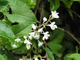 Attēlu rezultāti vaicājumam “Fallopia dumetorum”