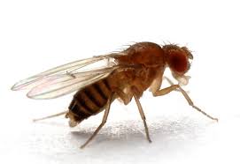 Attēlu rezultāti vaicājumam “Drosophila melanogaster”