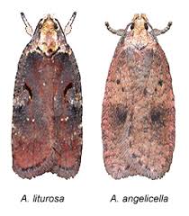 Attēlu rezultāti vaicājumam “Agonopterix ciliella imago”