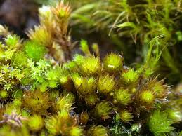Attēlu rezultāti vaicājumam “Bryum caespiticium sporophyte”