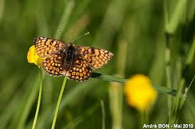 Attēlu rezultāti vaicājumam “Melitaea cinxia upperside”