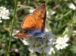 Attēlu rezultāti vaicājumam “Lycaena alciphron male”