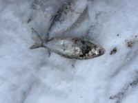 Image result for Dorosoma cepedianum