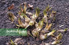 Attēlu rezultāti vaicājumam “Armoracia rusticana bud”