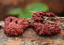 Attēlu rezultāti vaicājumam “Arcyria stipata macro”