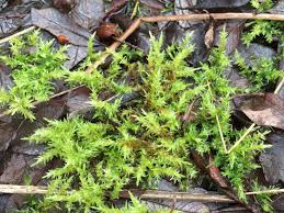 Attēlu rezultāti vaicājumam “Calliergonella cuspidata”