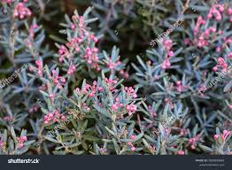 Attēlu rezultāti vaicājumam “Andromeda polifolia”