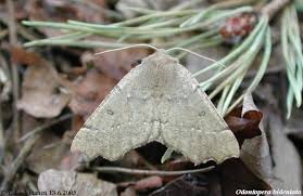 Attēlu rezultāti vaicājumam “Odontopera bidentata”