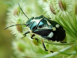 Attēlu rezultāti vaicājumam “Eurydema oleracea”